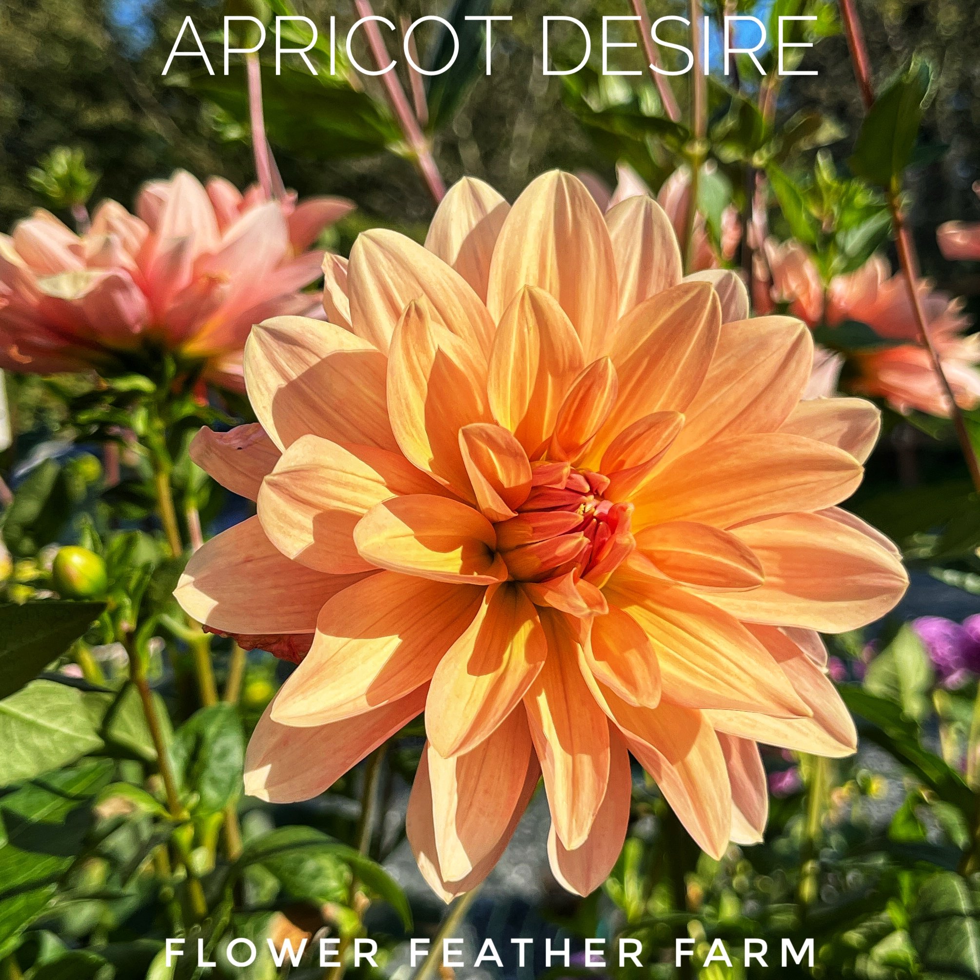 Apricot Desire Dahlias at Flower Feather Farm, chicks & dahlias